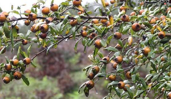 عکس طبیعت لفور