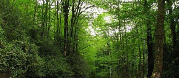 عکس طبیعت لفور