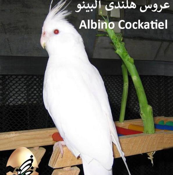 عکس عروس هلندی رنگ سفید
