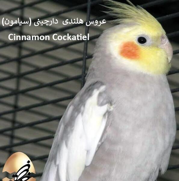 عکس عروس هلندی رنگ سفید