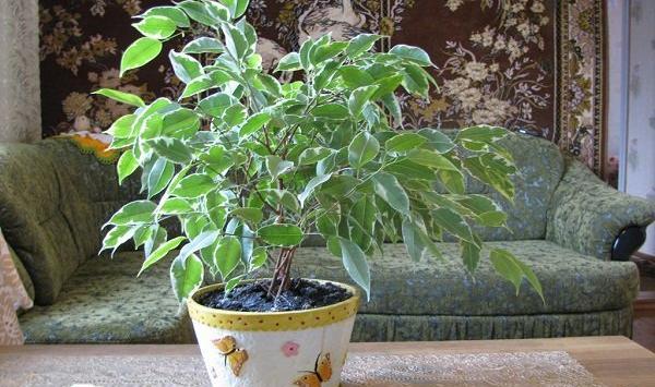 عکس آقای همایونفر