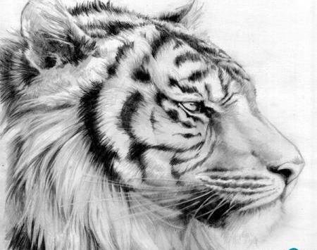 عکس نقاشی سیاه قلم تابلو