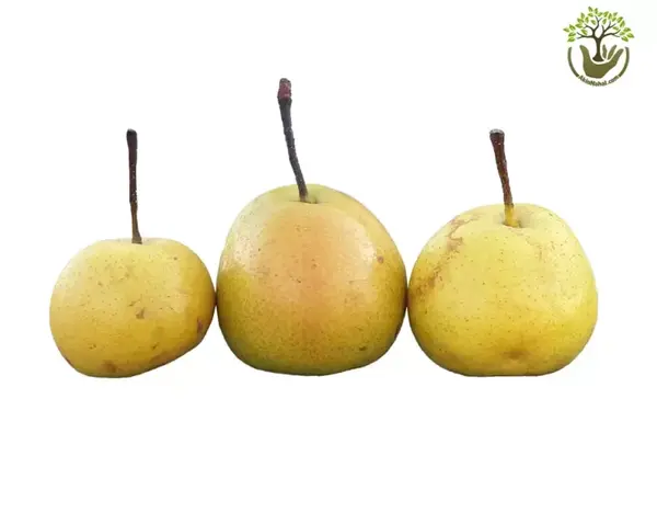 عکس شاه میوه