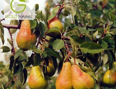 عکس شاه میوه