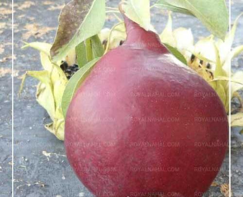 عکس شاه میوه