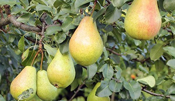 عکس شاه میوه