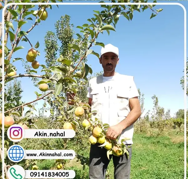 عکس شاه میوه