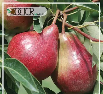 عکس شاه میوه
