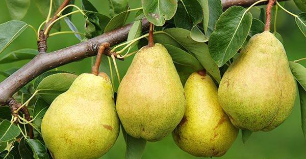 عکس شاه میوه