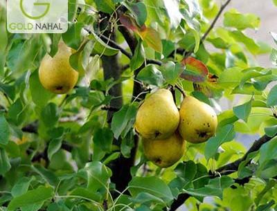 عکس شاه میوه