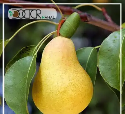 عکس شاه میوه