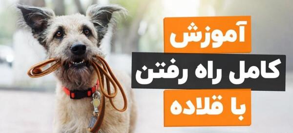عکس جلیقه سگ