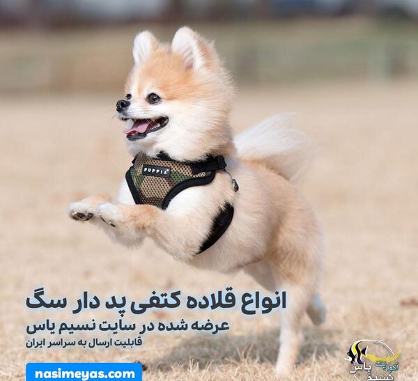 عکس جلیقه سگ