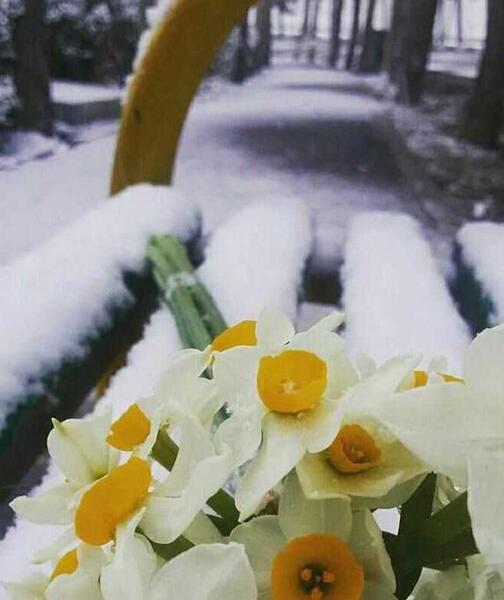 عکس گل نرگس تو برف
