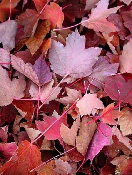 عکس پاییزی زمینه گوشی
