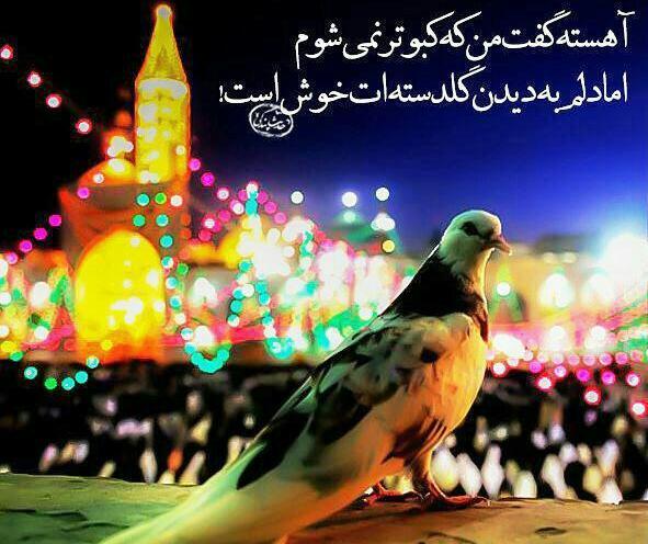 عکس یا ضامن آهو