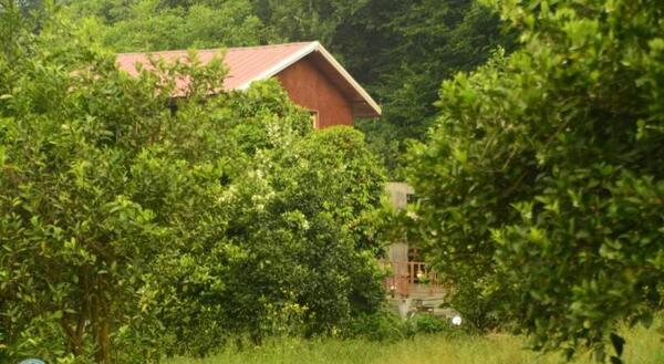 عکس کلبه جنگلی در شمال
