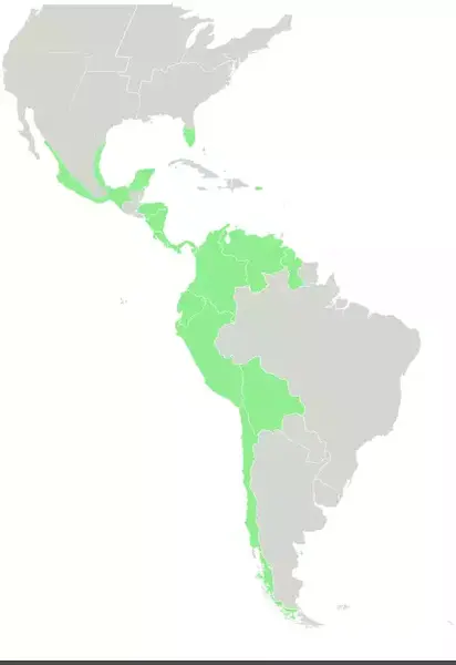 عکس چری کوین