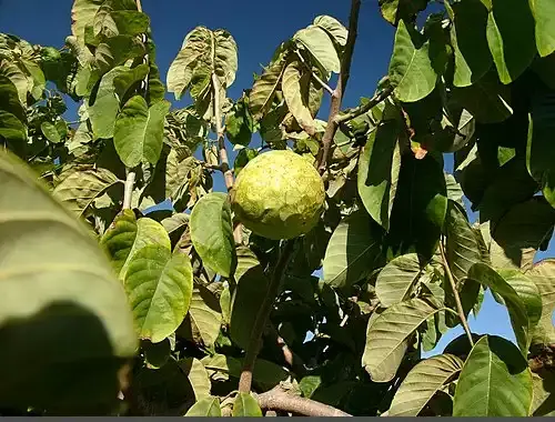 عکس چری کوین