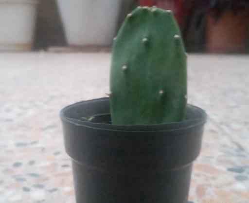 عکس گل زبان مادر شوهر