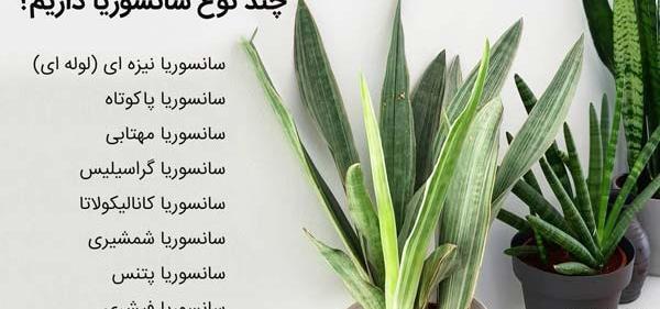 عکس گل زبان مادر شوهر