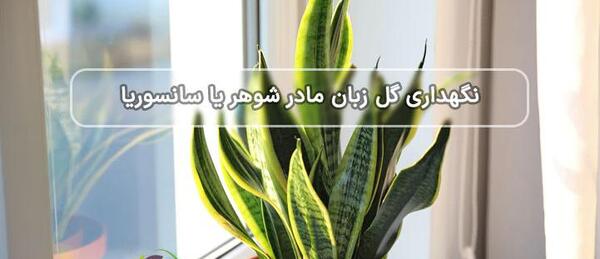 عکس گل زبان مادر شوهر