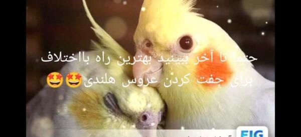 عکس عروس هلندی قفس