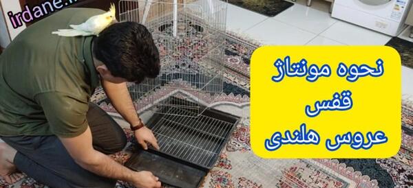 عکس عروس هلندی قفس