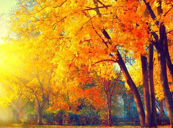 عکس طبیعت در صبح