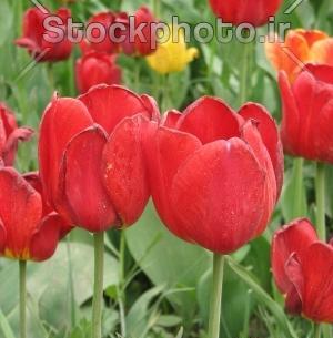 عکس گل طبیعی کوچک