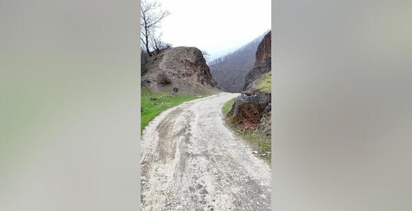عکس شتر مار شیرازی
