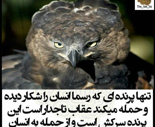 عکس عقاب تاجدار