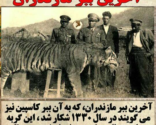 عکس ببر مازندران