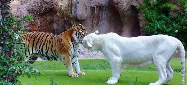 عکس ببر مازندران