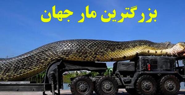 عکس مار های اناکوندا