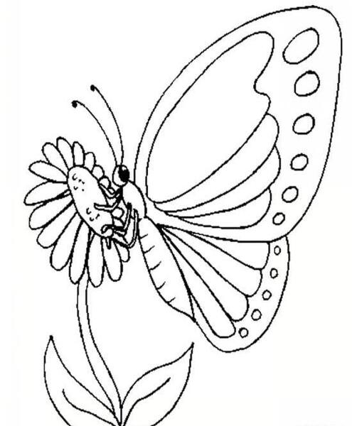 عکس نقاشی گل و پروانه