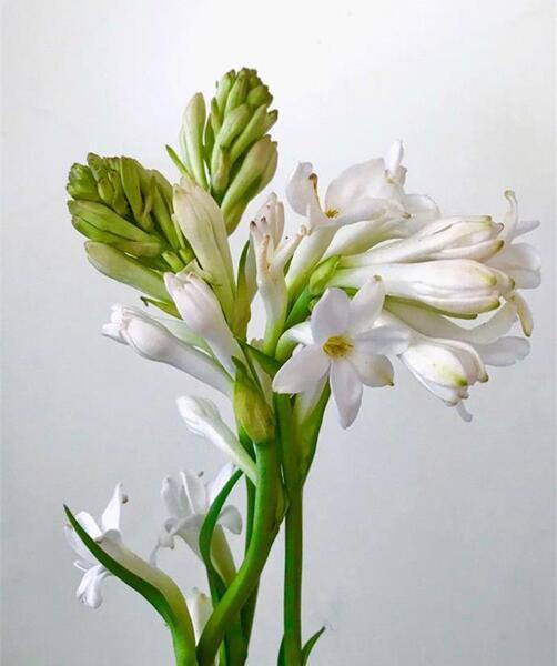 عکس گل حالت طبیعی