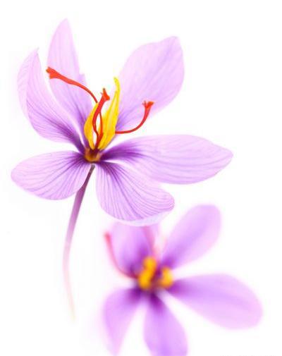 عکس نزدیک گل