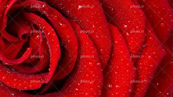 عکس نزدیک گل