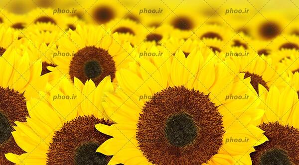 عکس نزدیک گل