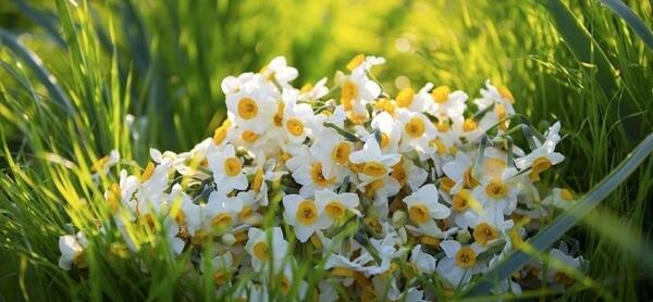 عکس گل نرگس در هوای بارانی