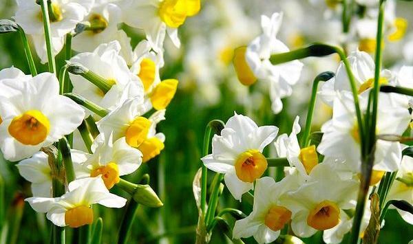 عکس گل نرگس در هوای بارانی