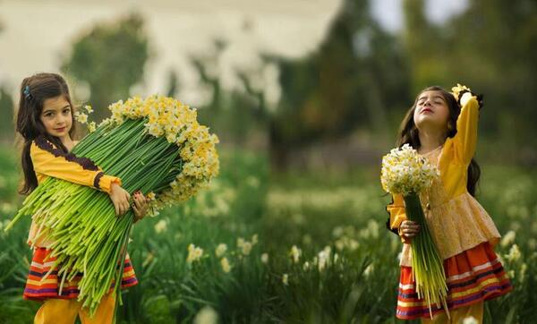 عکس گل نرگس در هوای بارانی