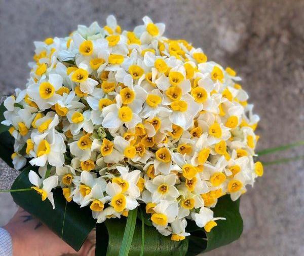 عکس گل نرگس در هوای بارانی