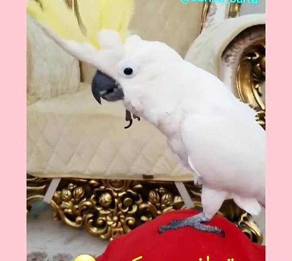 عکس خنده دار طوطی برزیلی
