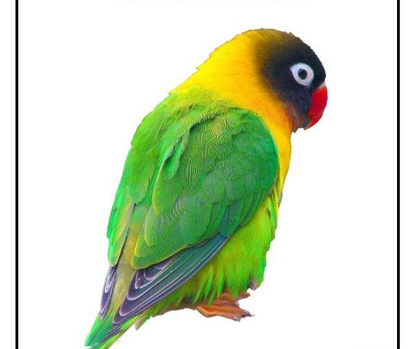 عکس خنده دار طوطی برزیلی