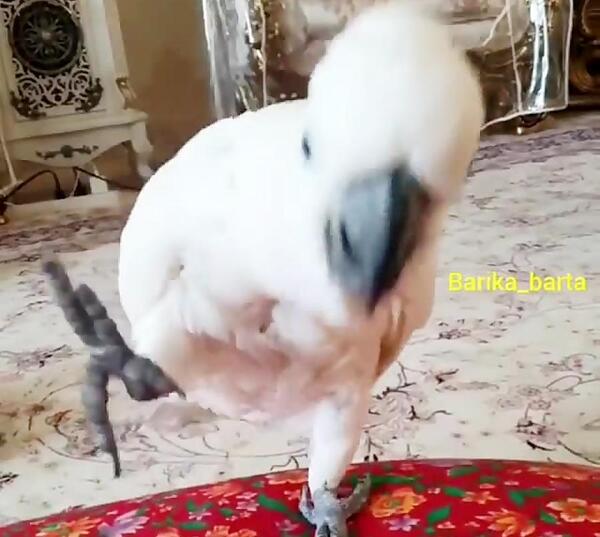 عکس خنده دار طوطی برزیلی