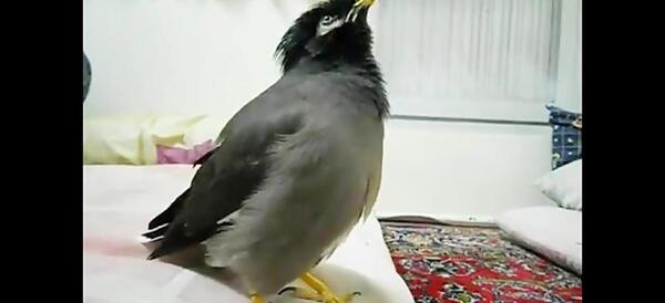 عکس خنده دار طوطی برزیلی