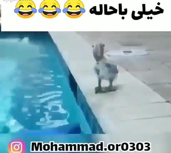 عکس خنده دار طوطی برزیلی