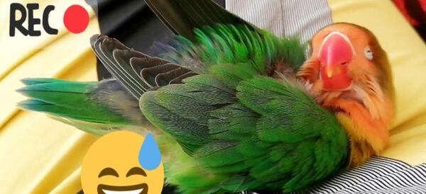 عکس خنده دار طوطی برزیلی